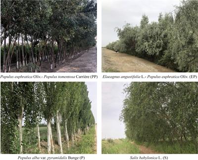 Soil bacterial community characteristics and influencing factors in different types of farmland shelterbelts in the Alaer reclamation area